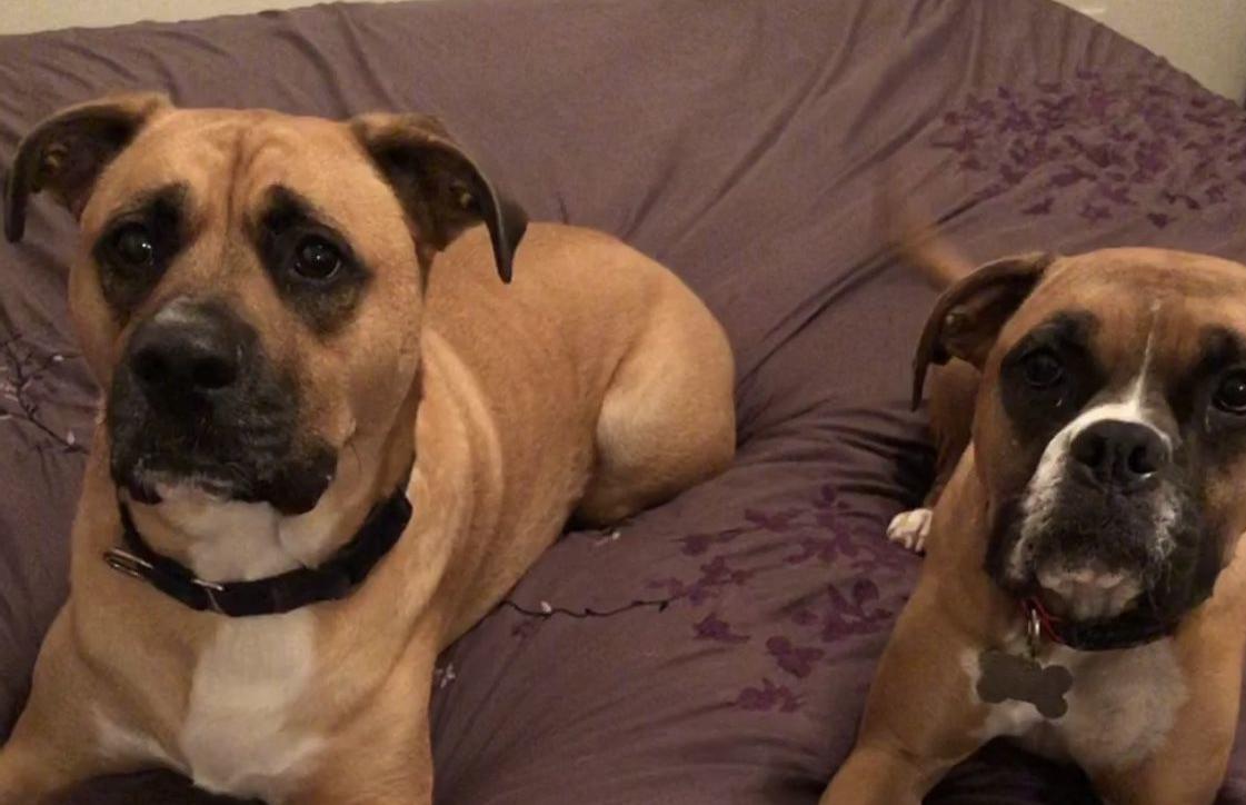 Pic of the Litter: Peanut Butter and Jelly